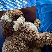 Brenton joined the competition — help win amazing prizes! dog, curly_fur, brown_and_white, couch, blue_cushion, blue_curtains, window_blinds, indoor, pet, relaxed, fluffy, cozy, laying_down, home_interior, fur_texture, companion, domestic_animal, resting, snuggled, cute