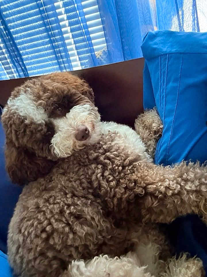 Brenton joined the competition — help win amazing prizes! dog, curly_fur, brown_and_white, couch, blue_cushion, blue_curtains, window_blinds, indoor, pet, relaxed, fluffy, cozy, laying_down, home_interior, fur_texture, companion, domestic_animal, resting, snuggled, cute