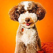 Brenton joined the competition — help win amazing prizes! animal, bright, brown_and_white, canine, collar, curly_fur, cute, dog, facing_camera, fluffy, friendly, indoors, orange_background, pet, portrait, smiling, soft_texture, tag, vibrant, well_groomed