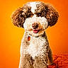 animal, bright, brown_and_white, canine, collar, curly_fur, cute, dog, facing_camera, fluffy, friendly, indoors, orange_background, pet, portrait, smiling, soft_texture, tag, vibrant, well_groomed