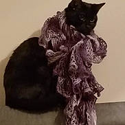 Midnight joined the competition — help win amazing prizes! cat, black_cat, scarf, purple_scarf, furniture, couch, indoor, pet, animal, fashion, portrait, sitting, wall, cozy, feline, looking_away, cute, domestic_cat, text_on_wall, accessory
