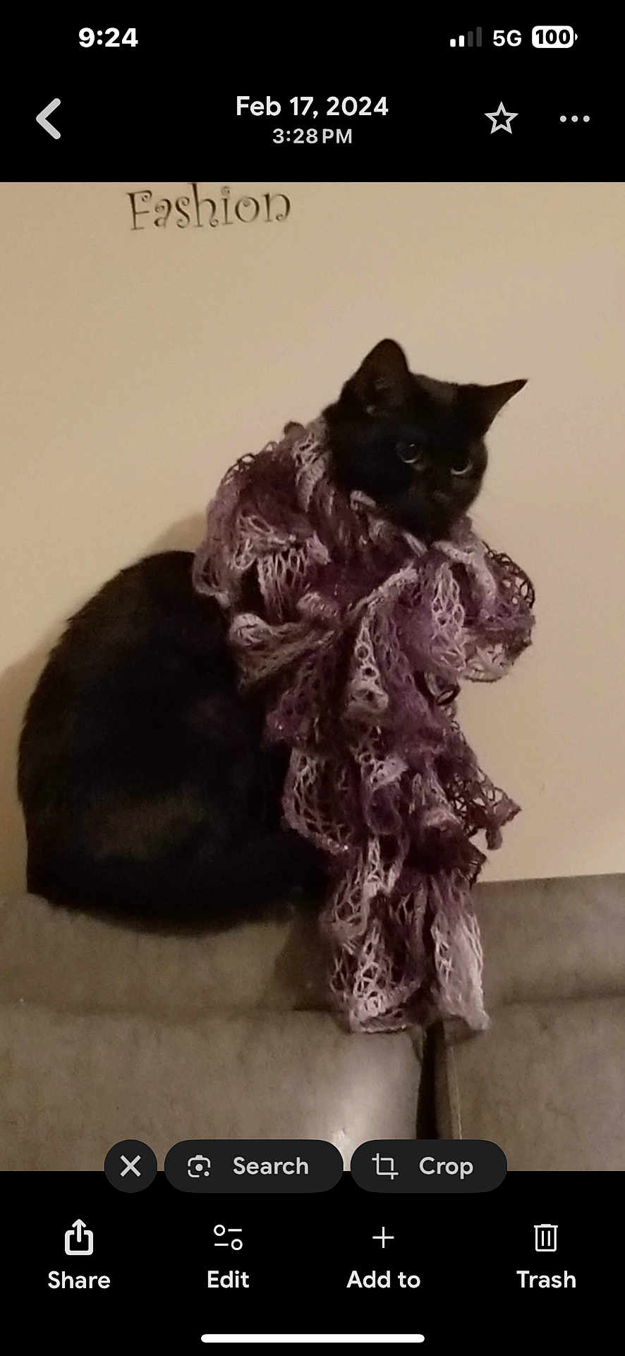 Midnight joined the competition — help win amazing prizes! cat, black_cat, scarf, purple_scarf, furniture, couch, indoor, pet, animal, fashion, portrait, sitting, wall, cozy, feline, looking_away, cute, domestic_cat, text_on_wall, accessory
