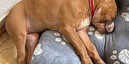 Stella participe au concours pour gagner de l'argent avec cette photo : dog, sleeping, dog_bed, brown_dog, collar, red_collar, plush_bed, paw_prints, wooden_floor, indoor, resting, pet, canine, relaxed, napping, cozy, fur, animal, quiet, peaceful