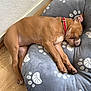 dog, sleeping, dog_bed, brown_dog, collar, red_collar, plush_bed, paw_prints, wooden_floor, indoor, resting, pet, canine, relaxed, napping, cozy, fur, animal, quiet, peaceful
