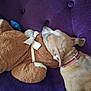 Stella participe au concours pour gagner de l'argent avec cette photo : dog, sleeping, teddy_bear, plush_toy, couch, purple, collar, relaxation, indoor, pet, nap, cozy, fur, stuffed_animal, comfort, home, rest, animal, cute, snuggle