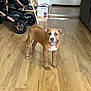 dog, puppy, brown_dog, indoor, wooden_floor, stroller, box, pet, animal, curious, floor, ears, collar, young_dog, canine, domestic_animal, looking, four_legs, room, household_items
