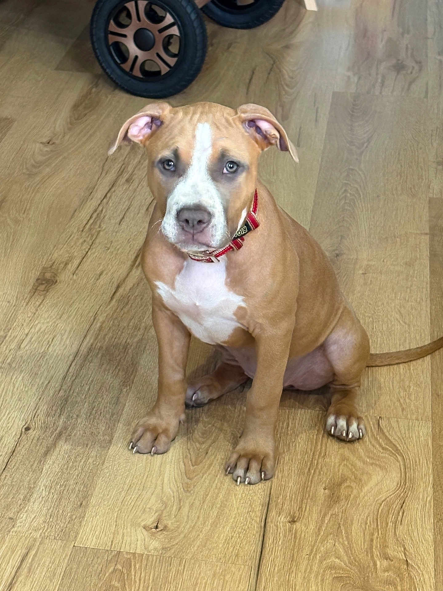 Stella participe au concours pour gagner de l'argent avec cette photo : dog, puppy, brown, white, collar, pet, indoor, wooden_floor, sitting, animal, cute, young, ears, tail, flooring, looking, domestic_animal, canine, four_legs, alert