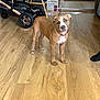 Stella a rejoint le concours — aidez-le/la à gagner de superbes lots ! dog, puppy, indoor, wooden_floor, flooring, stroller, box, pet, animal, brown_coat, white_markings, collar, curious, head_tilt, canine, domestic, floor, household, looking, young