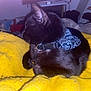 black_cat, cat, bandana, yellow_blanket, indoor, pet, feline, cozy, animal, resting, domestic_cat, fur, whiskers, collar, blanket, two_cats, background, comfort, cute, relaxed