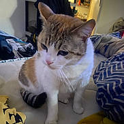 Amy participe au concours pour gagner de l'argent avec cette photo : cat, indoor, bed, blanket, clothes, curious, feline, pet, striped_tail, white_paws, fur, domestic, cozy, resting, soft_lighting, casual, furniture, room, yellow_cloth, blue_pattern