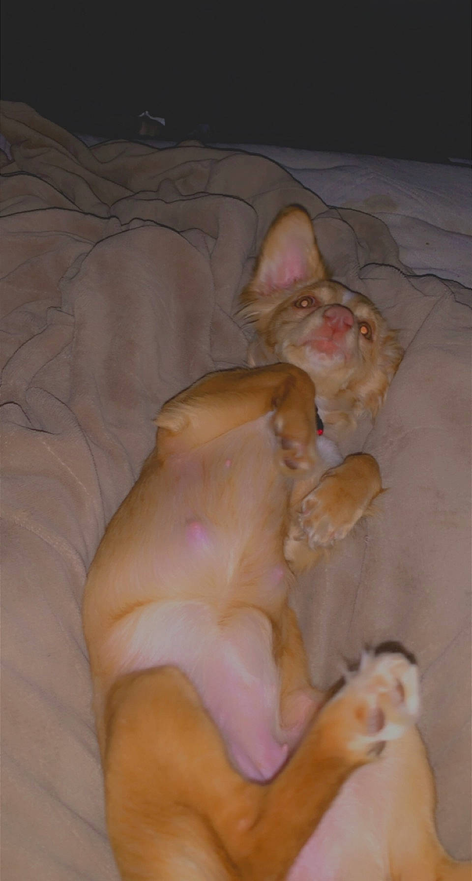 Ginger joined the competition — help win amazing prizes! abdomen, canidae, carnivore, chest, comfort, companion_dog, dog_breed, fawn, felidae, non_sporting_group, paw, pet_supply, snout, sporting_group, tail, toy, whiskers