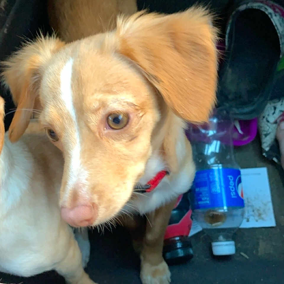 Ginger is registered to the contest to win money with this photo: carnivore, chair, companion_dog, dog, dog_breed, ear, fawn, flooring, fur, paw, puppy, sporting_group, toy_dog, waste_container, whiskers, working_animal
