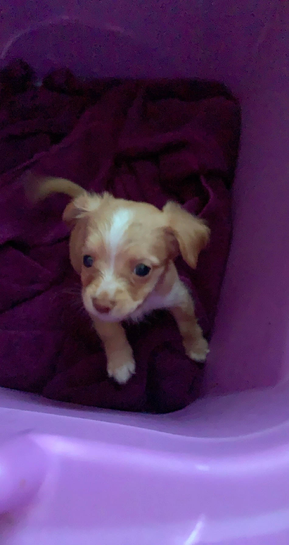 Ginger joined the competition — help win amazing prizes! canidae, carnivore, companion_dog, dog, dog_breed, dog_supply, fawn, fur, liver, non_sporting_group, puppy, snout, sporting_group, toy, toy_dog, vertebrate, whiskers, working_animal