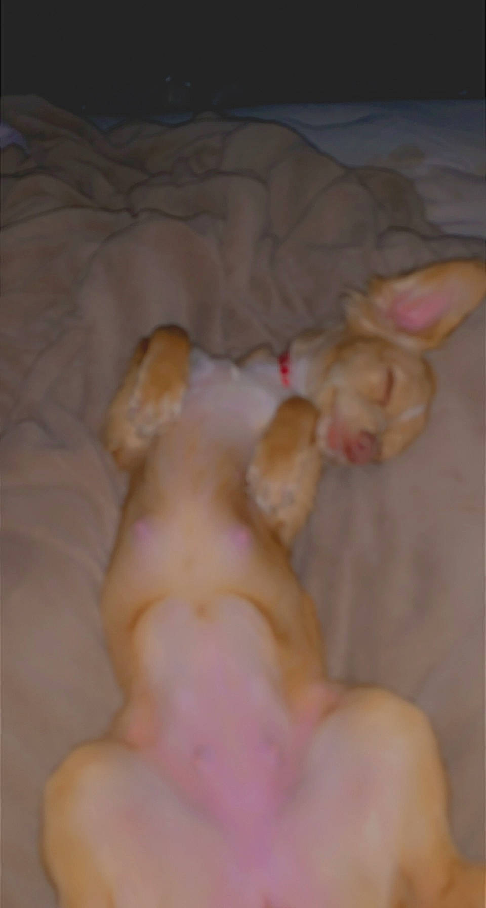 Ginger is registered to the contest to win money with this photo: abdomen, canidae, chest, comfort, companion_dog, dog_breed, ear, fawn, flesh, foot, jaw, nail, nap, paw, snout, tail, terrestrial_animal, thumb, toy, trunk