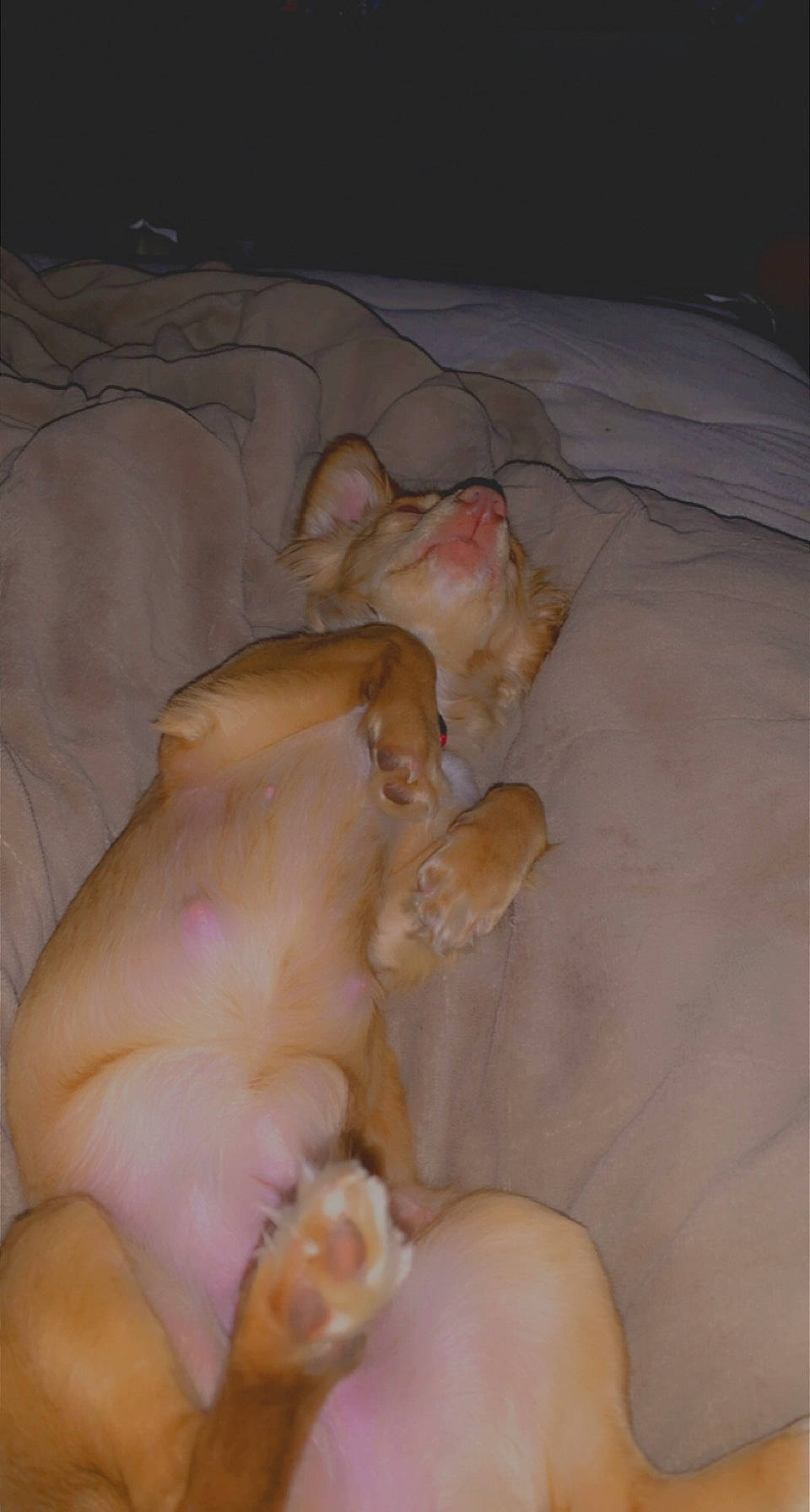 Ginger joined the competition — help win amazing prizes! canidae, comfort, companion_dog, dog_breed, domestic_pig, fawn, livestock, nail, non_sporting_group, paw, snout, sporting_group, suidae, tail, terrestrial_animal, toy, vegetable, working_animal