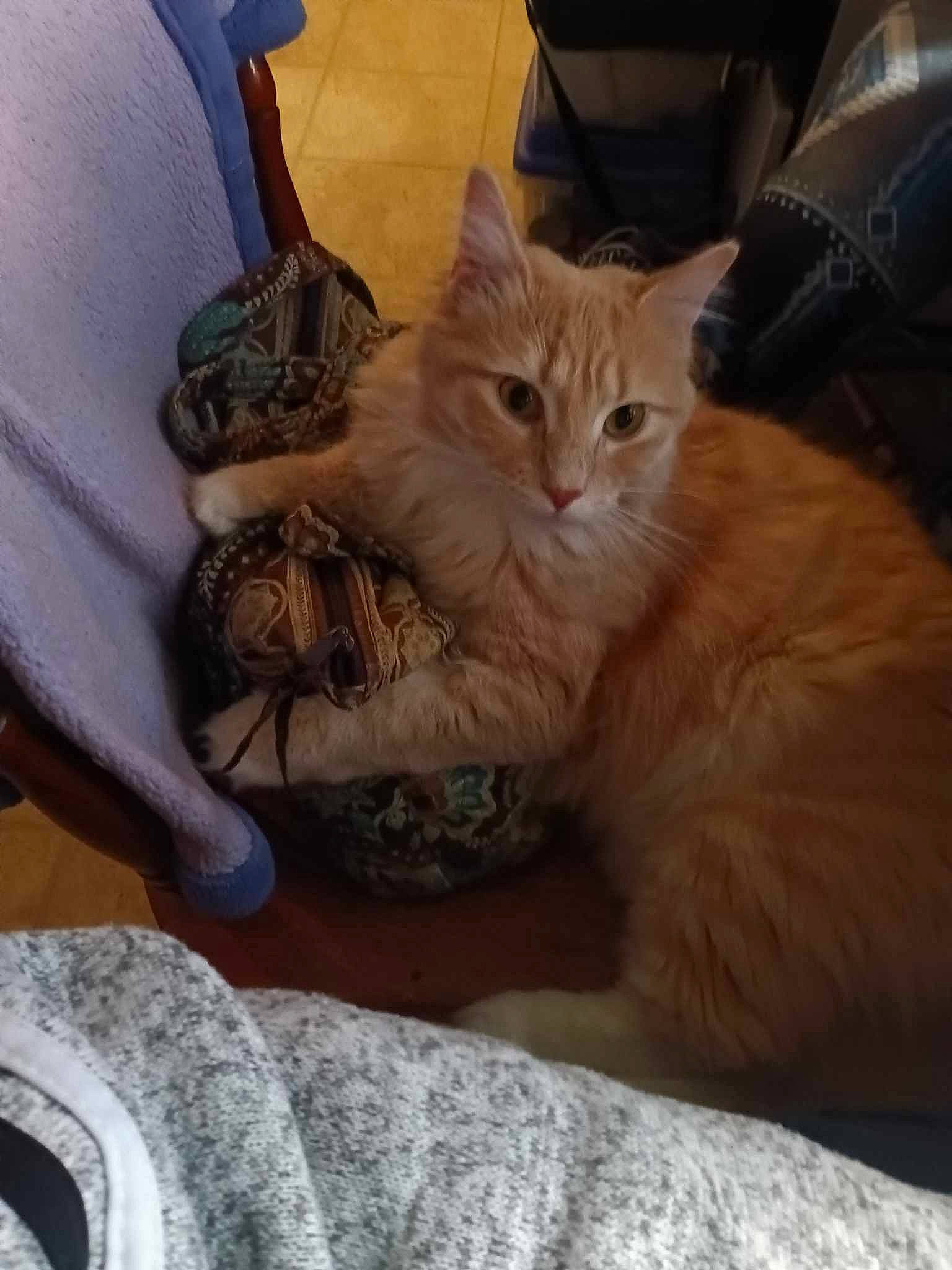 Buttercup is registered to the contest to win money with this photo: bag, box, carnivore, cat, chair, claw, comfort, domestic_short_haired_cat, fawn, felidae, fur, lap, mammal, paw, sitting, small_to_medium_sized_cats, snout, tail, whiskers, wood