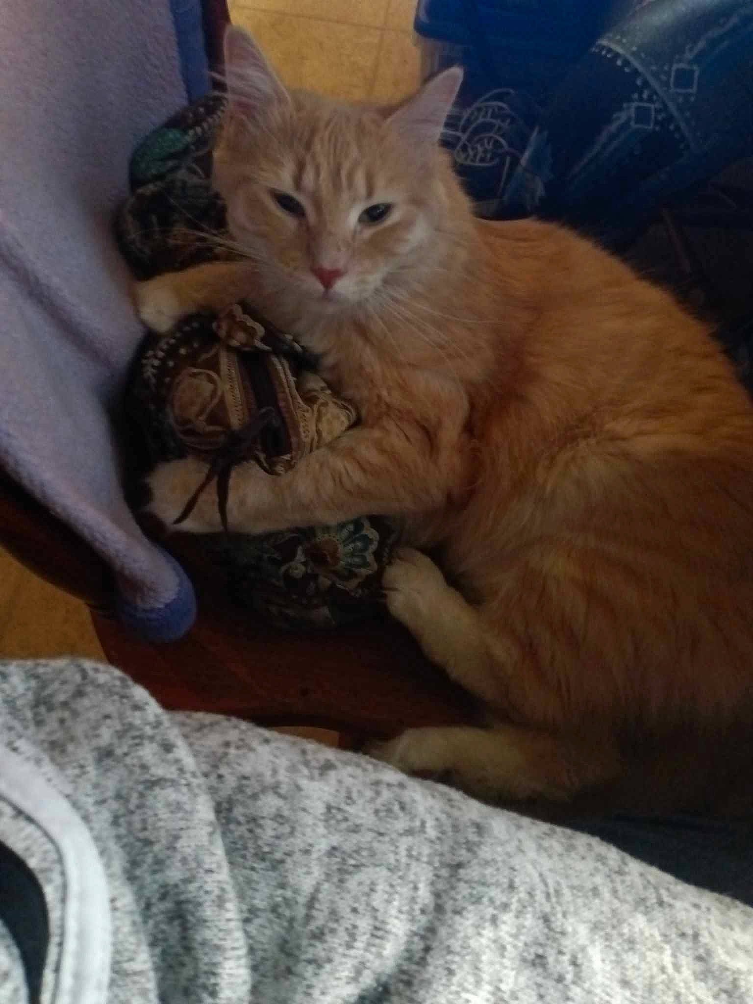 Buttercup is registered to the contest to win money with this photo: carnivore, cat, claw, comfort, domestic_short_haired_cat, fawn, felidae, fur, nap, paw, sitting, small_to_medium_sized_cats, snout, tail, whiskers