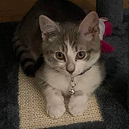 Sia participe au concours pour gagner de l'argent avec cette photo : kitten, cat, pet, collar, bell, scratching_pad, cat_tree, indoor, feline, cute, fur, whiskers, paws, playful, young, animal, domestic, resting, curious, soft