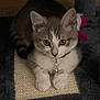 kitten, cat, pet, collar, bell, scratching_pad, cat_tree, indoor, feline, cute, fur, whiskers, paws, playful, young, animal, domestic, resting, curious, soft