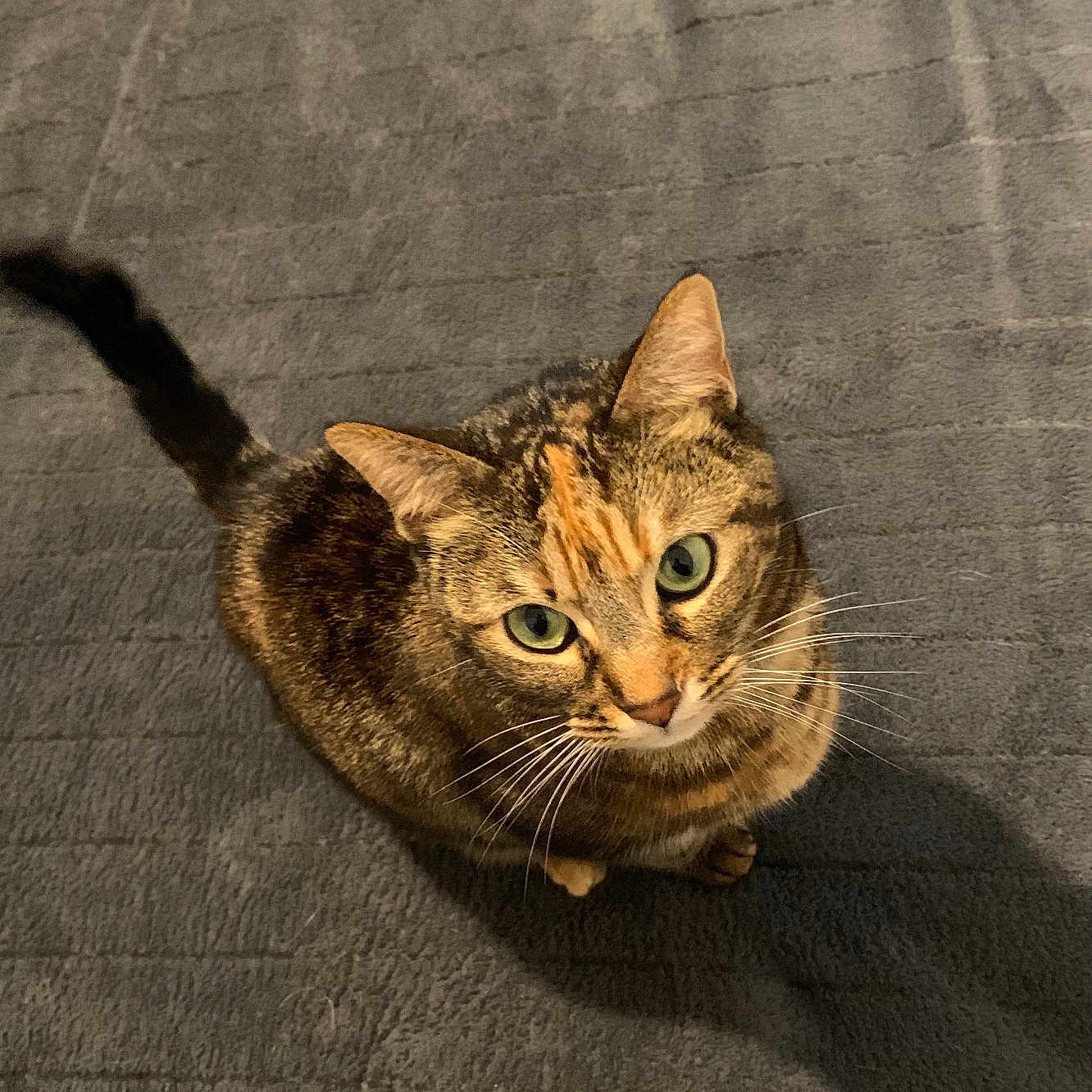 Théa a rejoint le concours — aidez-le/la à gagner de superbes lots ! animal, blanket, cat, close_up, curious, cute, domestic_cat, feline, fur, green_eyes, indoor, looking_up, pet, shadow, sitting, soft_light, tabby_cat, tail, texture, whiskers