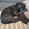 S'Wendy participe au concours pour gagner de l'argent avec cette photo : animal, black_dog, blanket, canine, comfort, couch, cozy, dog, domestic, folded_towel, fur, home, indoor, nap, pet, pillow, relaxing, resting, sleeping, textured_fabric