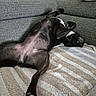 animal, black_dog, blanket, canine, comfort, couch, cozy, dog, fur, home, indoor, nap, paw, pet, relaxed, resting, sleeping, sofa, sprawled, upside_down