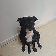 S'Wendy participe au concours pour gagner de l'argent avec cette photo : animal, black_dog, calm, canine, companion, curious, cute, dog, domestic, ears, floor, friendly, fur, indoor, looking_up, mammal, paws, pet, sitting, white_wall