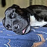 S'Wendy participe au concours pour gagner de l'argent avec cette photo : animal, black_dog, blanket, close_up, cozy, cute, dog, domestic_animal, face, fur, indoors, pattern, peaceful, pet, portrait, relaxed, resting, sleeping, snout, tongue_out