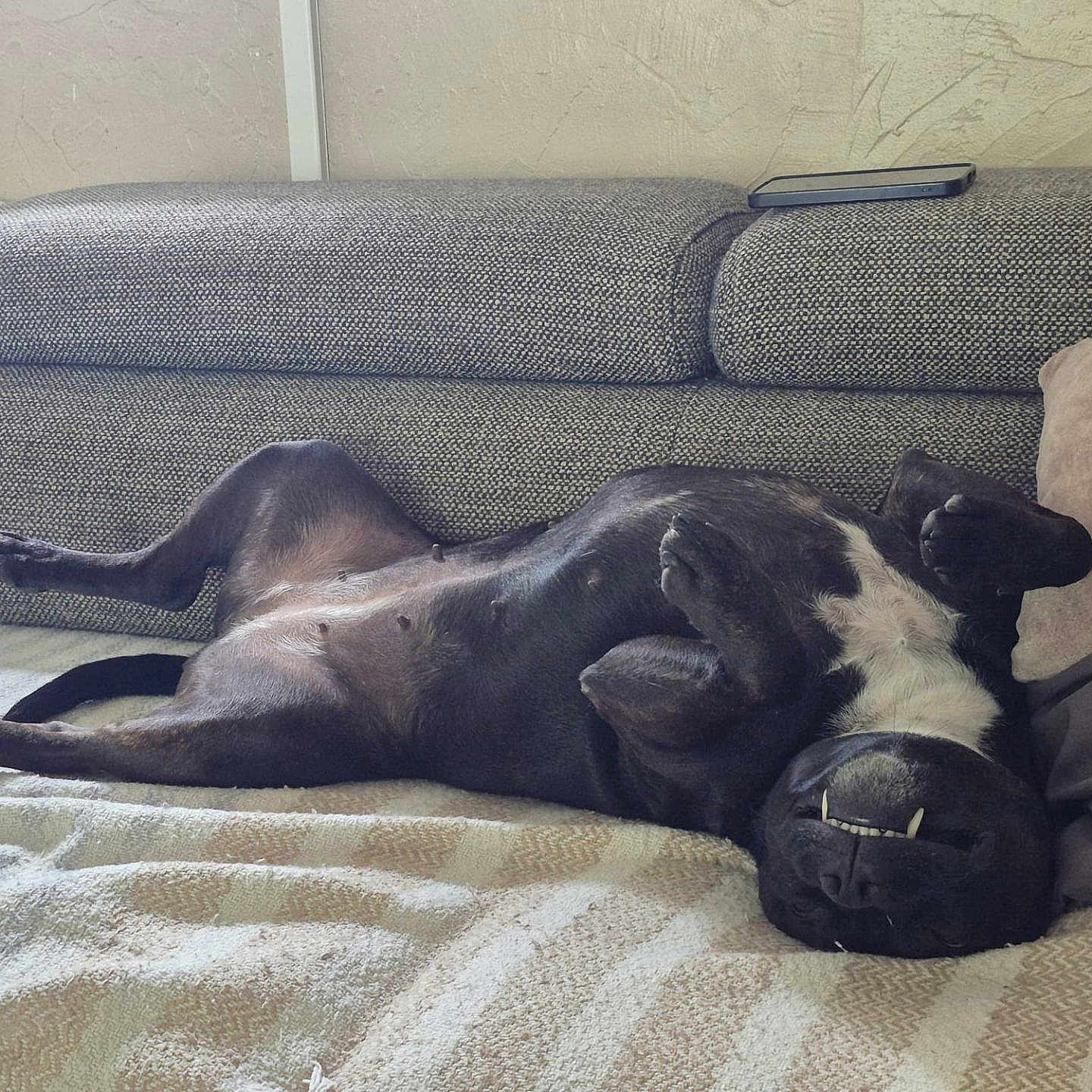 S'Wendy a rejoint le concours — aidez-le/la à gagner de superbes lots ! animal, black_dog, blanket, couch, cozy, dog, funny_pose, home, indoor, lying_down, paw, pet, pillow, relaxed, resting, sleeping, sofa, teeth, upside_down, white_patch