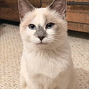 Sugar is registered to the contest to win money with this photo: blue_eyes, calm, carpet, cat, close_up, cozy, domestic_cat, ears, gray_mask, indoor, paws, pet, portrait, rug, sitting, soft_texture, tail, whiskers, white_fur, wood_furniture