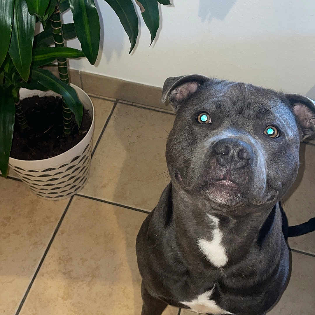 S.mowgli a rejoint le concours — aidez-le/la à gagner de superbes lots ! animal, boxer, bulldog, canine, dog, flower, flowerarrangement, frenchbulldog, hardwood, jar, leaf, pet, pitbull, plant, planter, pottedplant, pottery, puppy, vase, wood