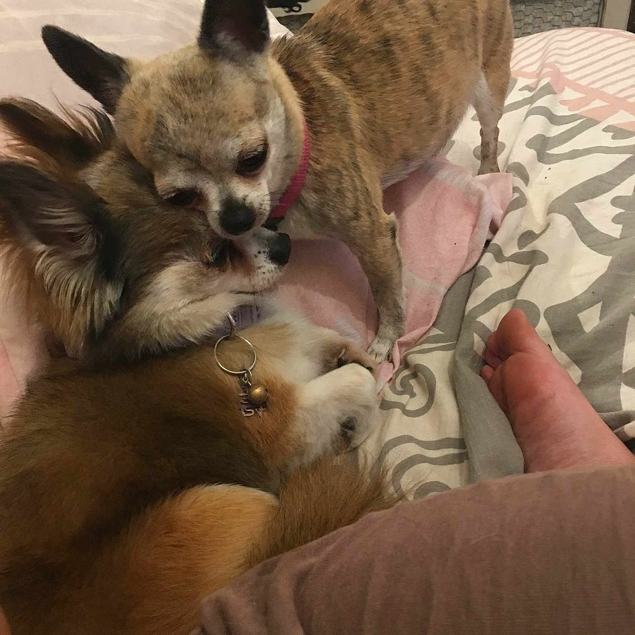 Perla participe au concours pour gagner de l'argent avec cette photo : animal, bed, blanket, chihuahua, collar, companion, cozy, cute, dog, friendship, fur, furniture, human_foot, indoor, paw, pet, resting, sleeping, small_dog, snuggling