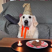 Viago participe au concours pour gagner de l'argent avec cette photo : dog, golden_retriever, party_hat, birthday_cake, candles, indoor, sofa, table, celebration, pet, animal, orange_ribbon, food, plate, living_room, cute, decor, furniture, white_dog, portrait