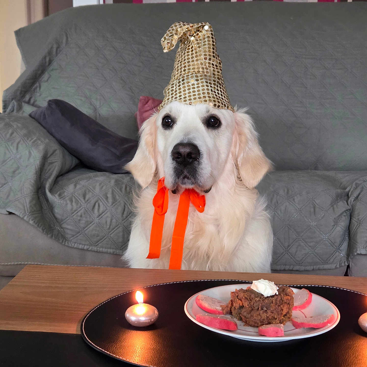 Viago participe au concours pour gagner de l'argent avec cette photo : dog, golden_retriever, party_hat, birthday_cake, candles, indoor, sofa, table, celebration, pet, animal, orange_ribbon, food, plate, living_room, cute, decor, furniture, white_dog, portrait