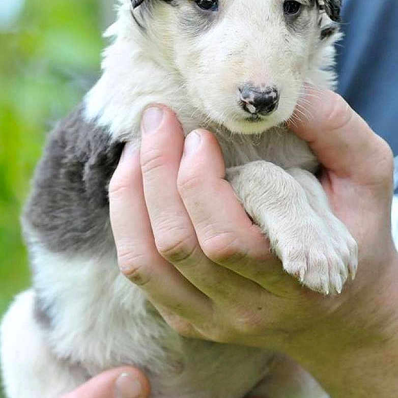 Tango