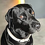 animal, background_blur, black_dog, canine, closeup, collar, dog, domestic_animal, ears, expression, eyes, face, fur, indoor, looking, muzzle, pet, portrait, snout, warm_light