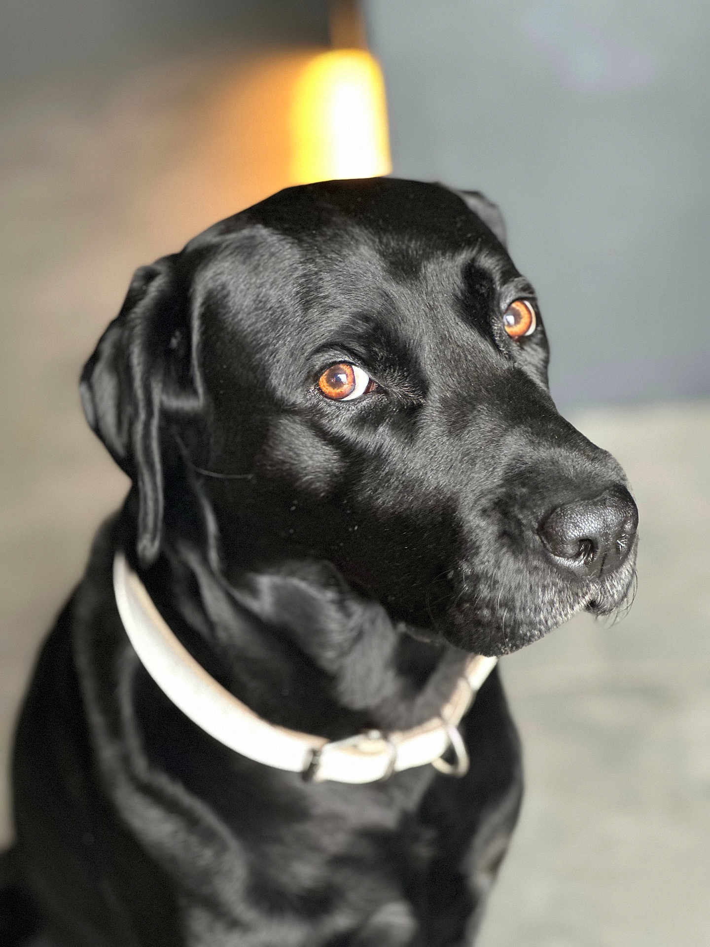 Jack is registered to the contest to win money with this photo: dog, black_dog, pet, animal, collar, portrait, closeup, indoor, fur, face, ears, eyes, snout, muzzle, looking, expression, domestic_animal, canine, warm_light, background_blur