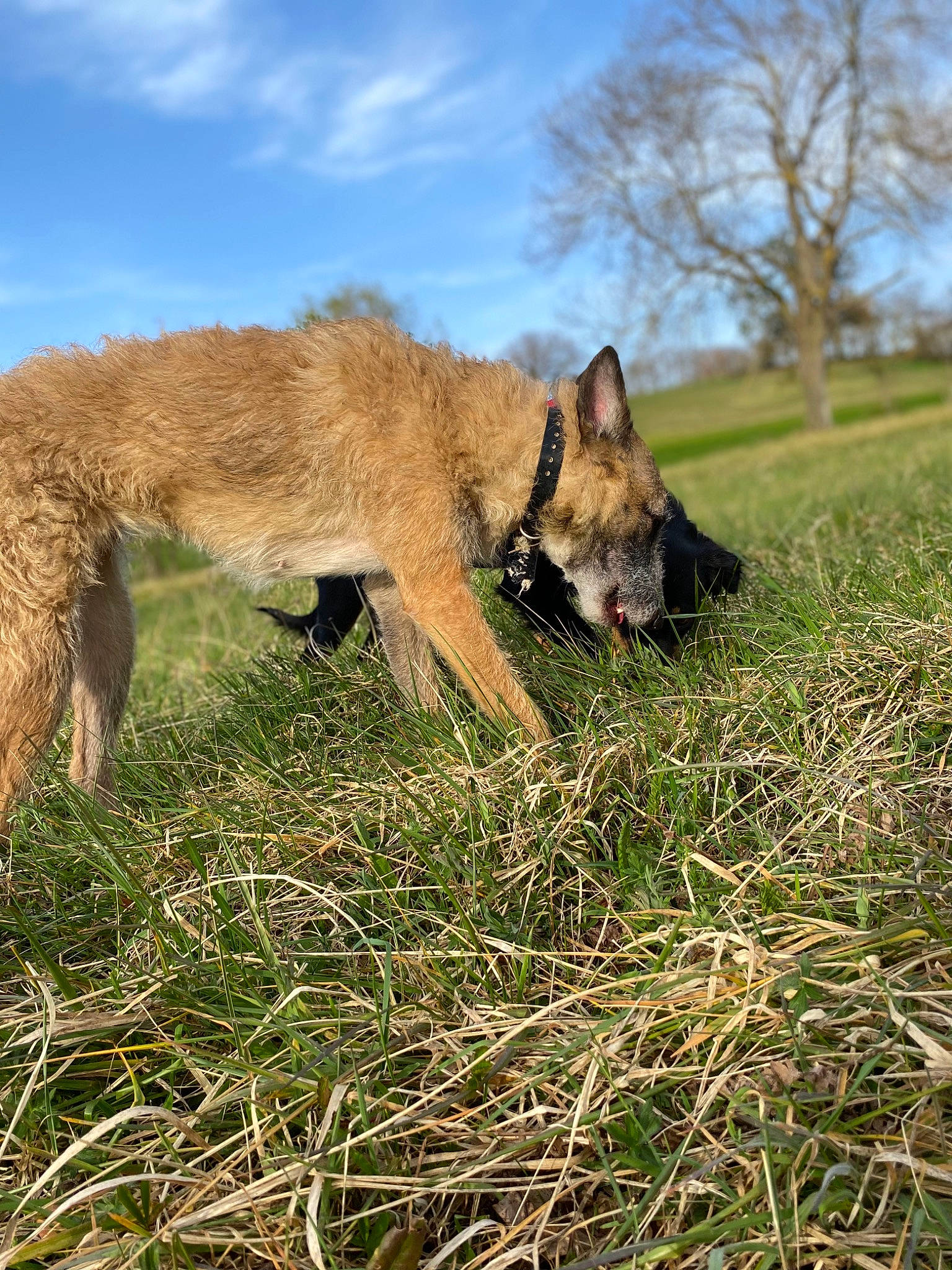 Princess a rejoint le concours — aidez-le/la à gagner de superbes lots ! canis, carnivore, cloud, dog, dog_breed, fawn, fox, german_shepherd_dog, grass, grassland, natural_landscape, plant, prairie, sky, snout, tail, terrestrial_animal, tree, wildlife, wolf