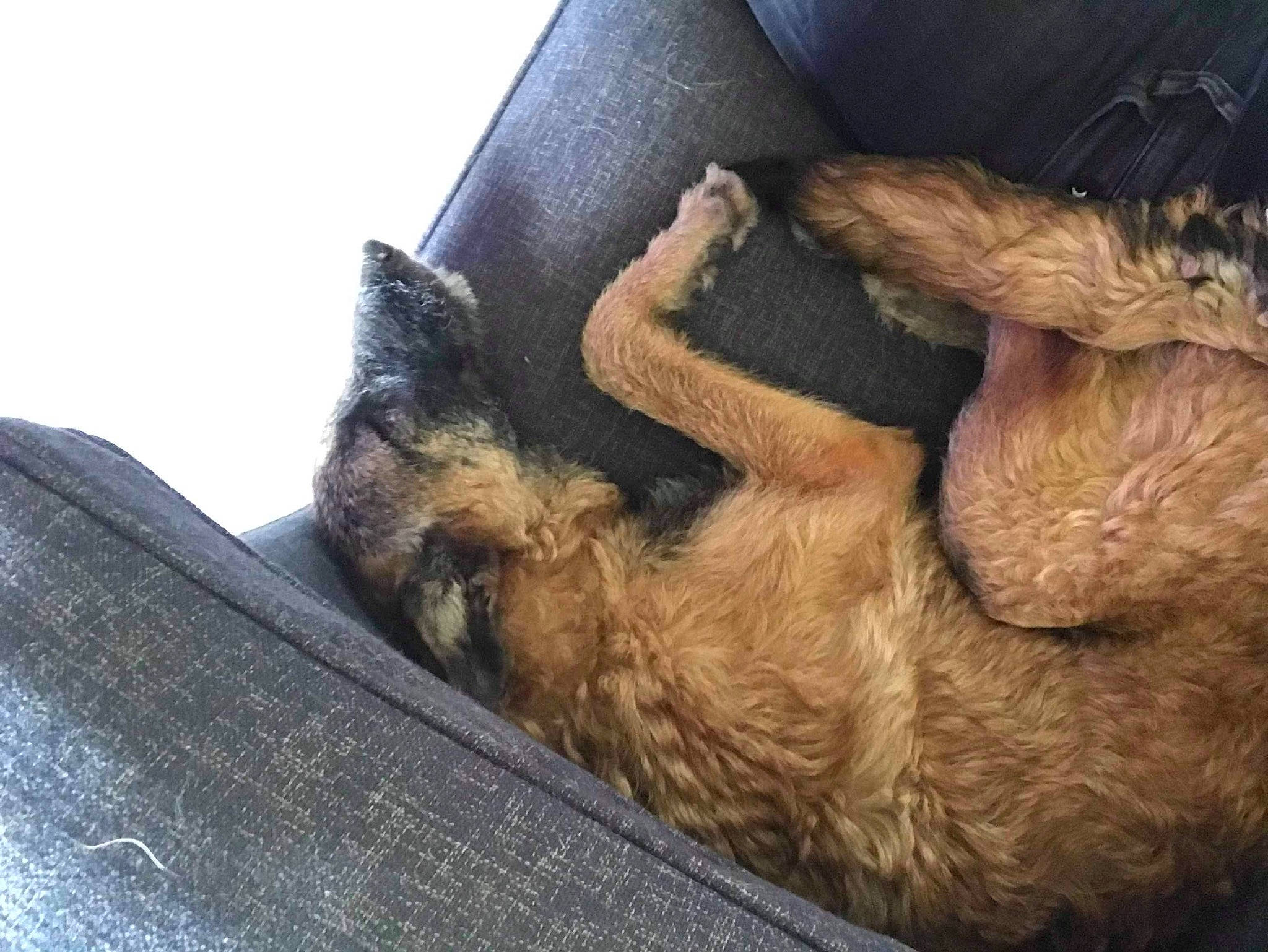 Princess participe au concours pour gagner de l'argent avec cette photo : canidae, carnivore, claw, comfort, companion_dog, dog, dog_breed, fawn, felidae, foot, fur, human_leg, liver, paw, small_to_medium_sized_cats, sporting_group, tail, terrestrial_animal, terrier, whiskers