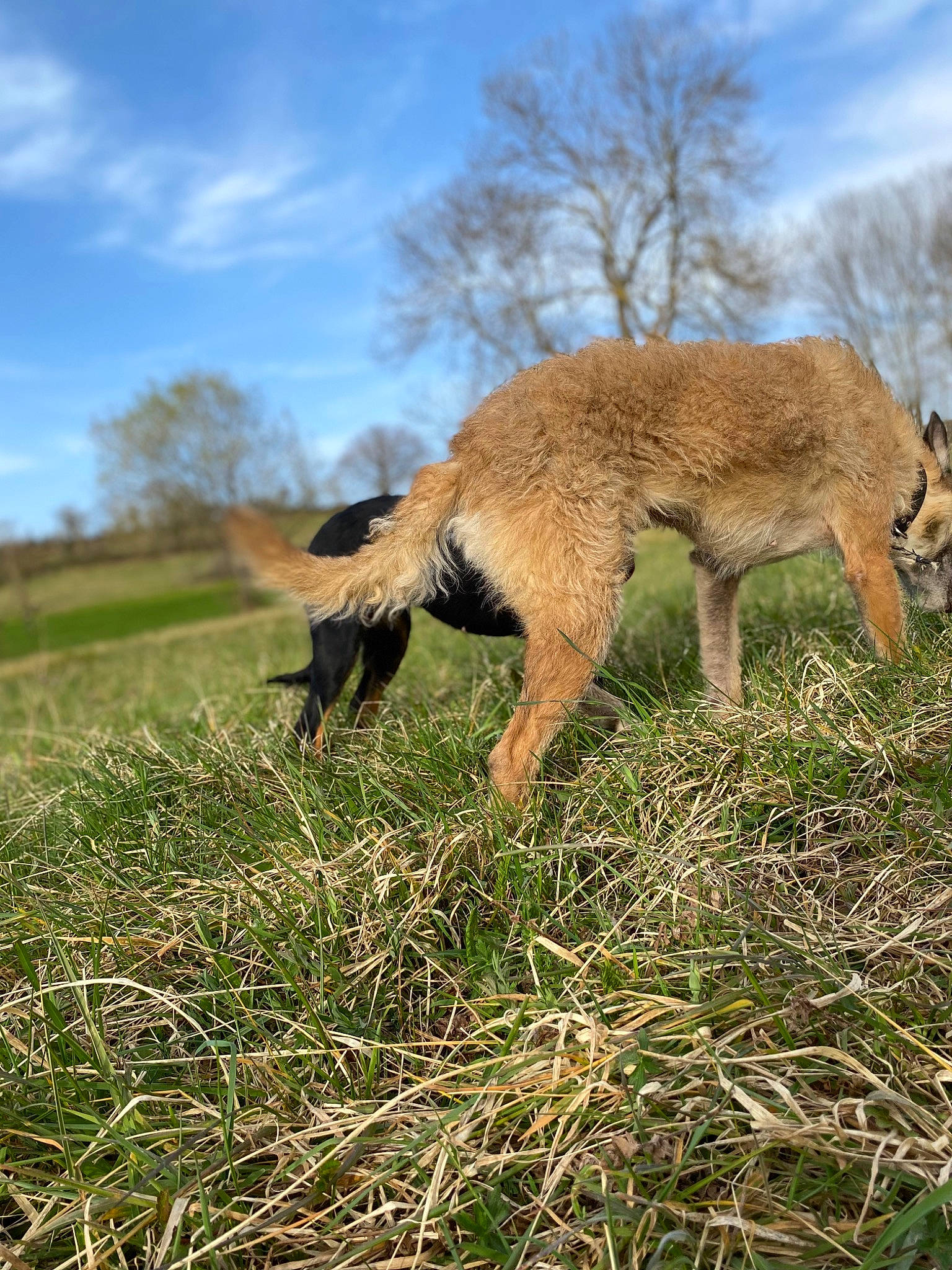 Princess participe au concours pour gagner de l'argent avec cette photo : cloud, fawn, fur, grass, grassland, grazing, human_leg, landscape, livestock, natural_landscape, pasture, plant, prairie, sheep, sky, tail, terrestrial_animal, tree, wildlife, wood