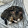 Tigrou a rejoint le concours — aidez-le/la à gagner de superbes lots ! animal, blanket, cat, couch, cozy, cute, ears, feline, fur, gray, home, indoor, paws, pet, relaxed, resting, sleepy, striped, tabby, whiskers