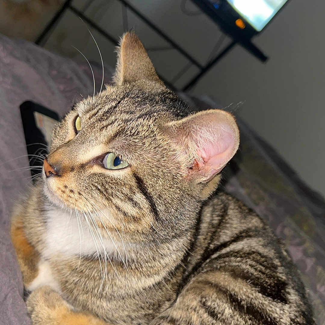 Tigrou a rejoint le concours — aidez-le/la à gagner de superbes lots ! abyssinian, adult, animal, cat, computer, computerhardware, couch, electronics, face, furniture, hardware, head, male, man, manx, monitor, person, pet, screen, tv