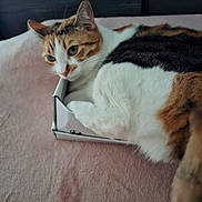 Kiki participe au concours pour gagner de l'argent avec cette photo : cat, calico, box, cozy, feline, pet, resting, sleepy, fur, whiskers, bed, blanket, indoor, cute, animal, domestic, relaxing, tail, paw, soft