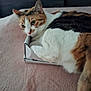 cat, calico, box, cozy, feline, pet, resting, sleepy, fur, whiskers, bed, blanket, indoor, cute, animal, domestic, relaxing, tail, paw, soft