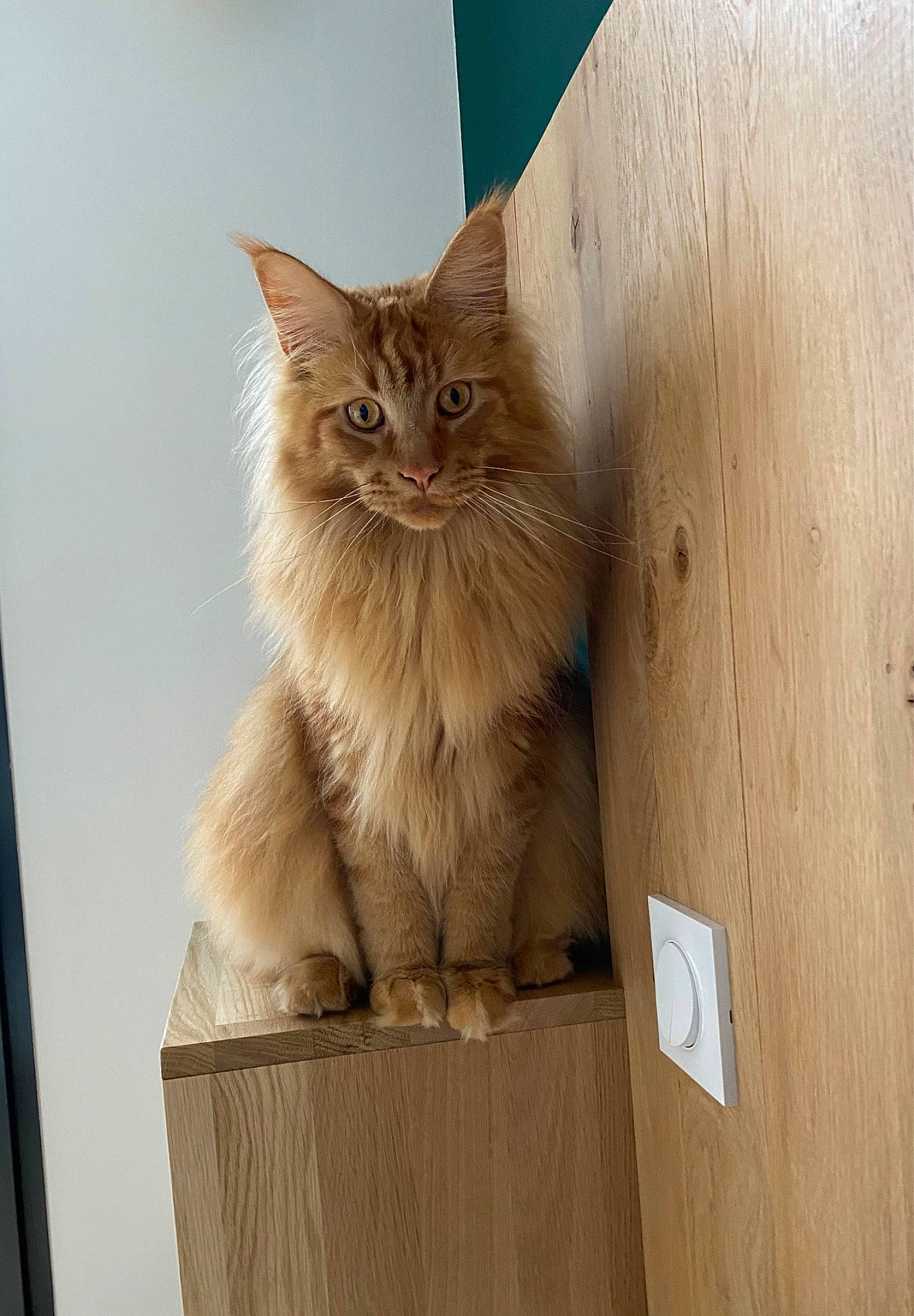 Scoty participe au concours pour gagner de l'argent avec cette photo : box, british_longhair, brown, carnivore, cat, fawn, felidae, fur, hardwood, persian, plywood, small_to_medium_sized_cats, snout, terrestrial_animal, whiskers, wood, wood_stain