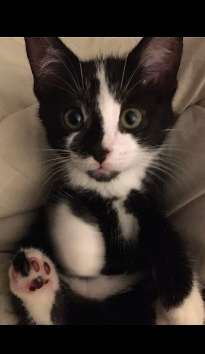 Maïa participe au concours pour gagner de l'argent avec cette photo : carnivore, cat, claw, comfort, domestic_short_haired_cat, ear, eye, felidae, fur, hair, head, human_body, monochrome_photography, nose, paw, small_to_medium_sized_cats, snout, tail, whiskers, white