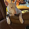 dog, bull_terrier, white_dog, pet, indoor, living_room, recliner, leather_chair, sitting, lounging, paws, ears, collar, tag, furniture, human, home, portrait, brown_interior, relaxed