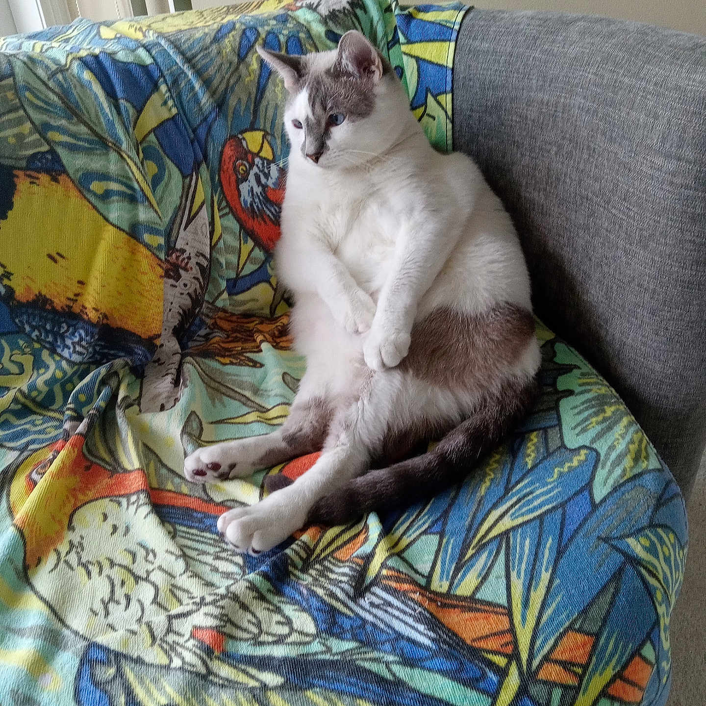Arthur joined the competition — help win amazing prizes! animal, architecture, beanbag, blanket, building, cat, chair, couch, cushion, furniture, homedecor, indoors, kitten, livingroom, person, pet, quilt, room, siamese, sleeping