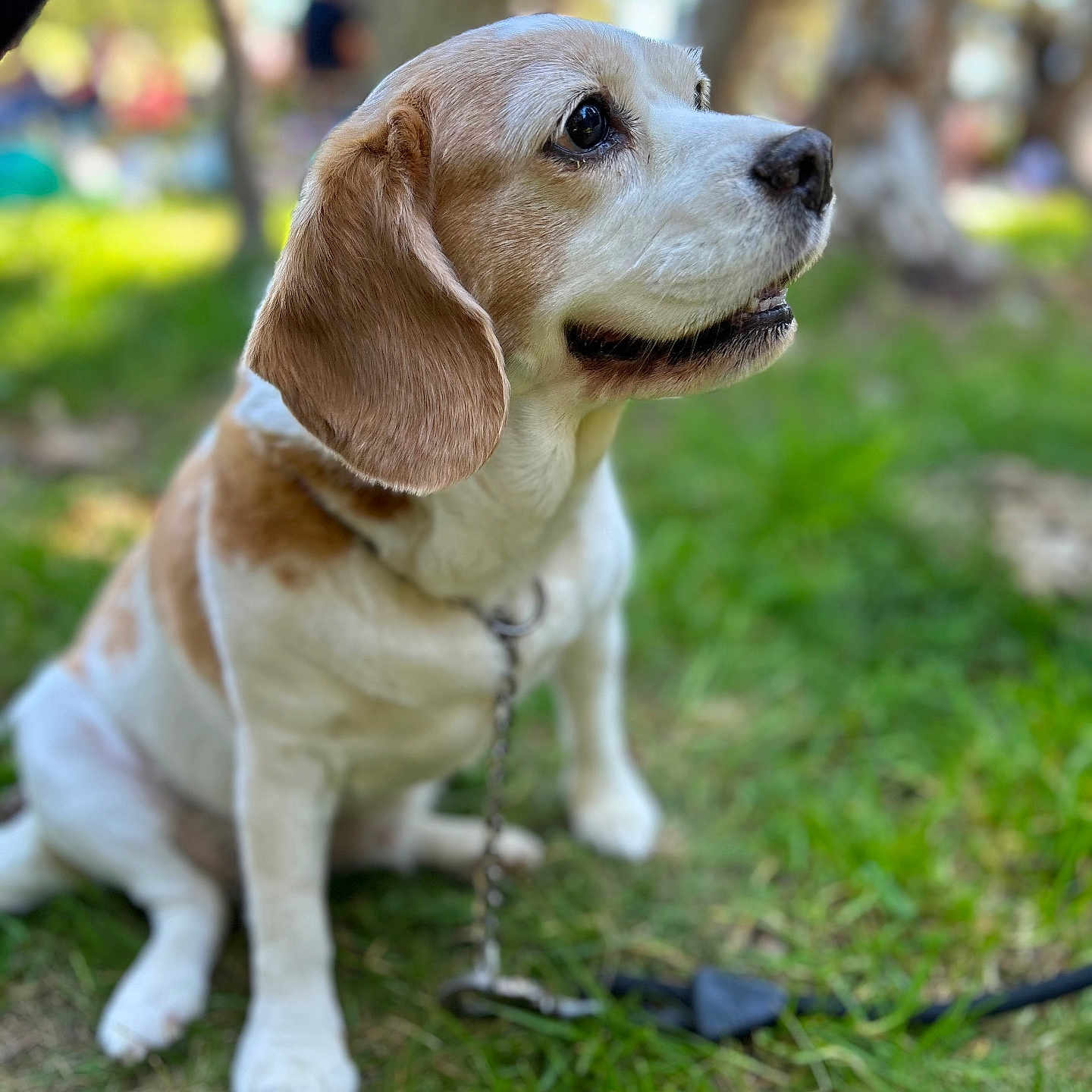 Guess a rejoint le concours — aidez-le/la à gagner de superbes lots ! animal, beagle, blurred_background, brown, canine, chain, collar, cute, daylight, dog, ears, friendly, fur, grass, nature, outdoor, pet, portrait, sitting, white