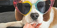 Guess a rejoint le concours — aidez-le/la à gagner de superbes lots ! dog, heart_shaped_sunglasses, hand, cozy, indoor, wooden_wall, fireplace, decor, relaxed, pet, animal, cute, glitter, colorful, face, nosed, fur, resting, casual, love